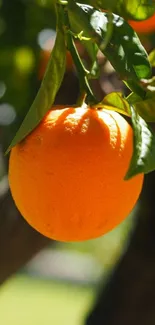 Orange hanging from a tree branch in sunlight.