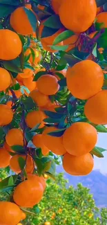 Lush orange orchard with hanging fruit