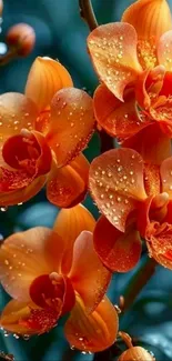 Dewy orange orchids in vibrant bloom.