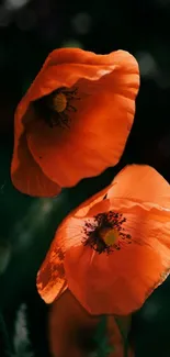 Close-up of vibrant orange poppies against a dark background.