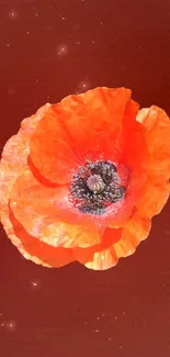 Vibrant orange poppy flower on red background wallpaper.