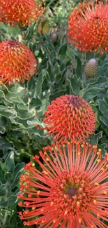 Vibrant orange Protea flowers with lush foliage.