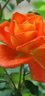 Orange rose with green leaves, vibrant floral wallpaper.