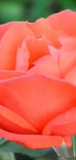 Close-up of a vibrant orange rose with delicate petals in focus.