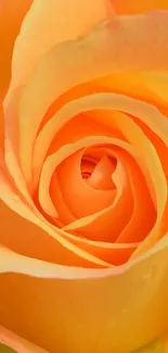 Close-up of vibrant orange rose petals in bloom.