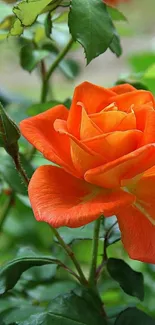 Vibrant orange rose with lush green leaves in a garden setting.