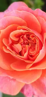 Close-up of a vibrant orange rose in full bloom.