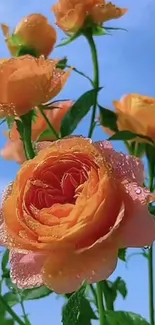 Orange roses with dew against a bright blue sky.