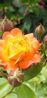 Orange rose in full bloom with green leaves.