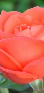 Vibrant orange rose bloom with green foliage.