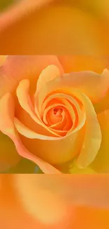 Vibrant orange rose close-up wallpaper for mobile screen.