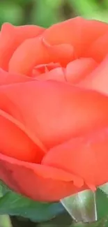 Orange roses with dewdrops in a lush garden setting.