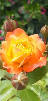 Vibrant orange rose with green leaves background.