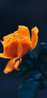 A vibrant orange rose against a dark backdrop.