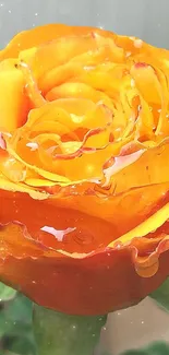 Vibrant orange rose with dewy petals.