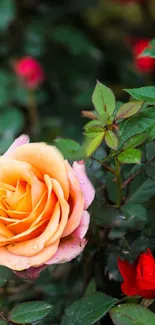 Orange rose with green leaves wallpaper for phones.