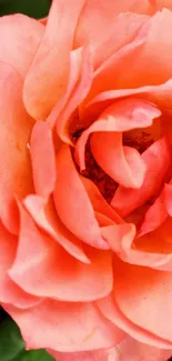 Close-up of vibrant orange rose petals, elegant floral wallpaper.