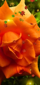 Glowing orange rose with lush green leaves, perfect for mobile wallpaper.