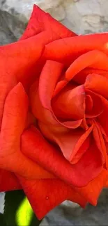 Vibrant orange rose against stone wall.