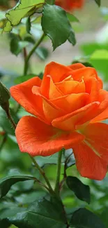 Vibrant orange rose with green leaves background.