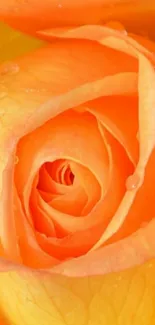 Close-up of a vibrant orange rose with dew drops, perfect for a nature-themed wallpaper.