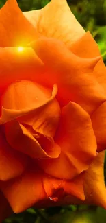 Close-up of a vibrant orange rose with lush green leaves in the background.