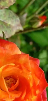 Close-up of a vibrant orange rose with green leaves in the background.