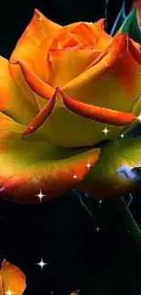 Close-up of a vibrant orange rose with a dark background.