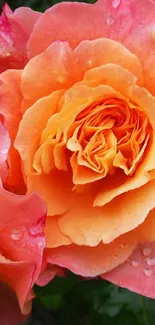 Close-up of a vibrant orange rose with dewdrops on petals.