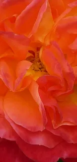 Close-up of a vibrant orange rose in full bloom.