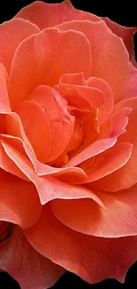 Vibrant orange rose with detailed petals on a black background.