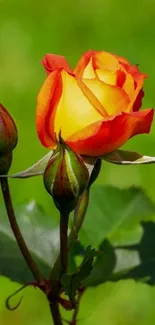 Vibrant orange rose with green background on mobile wallpaper.