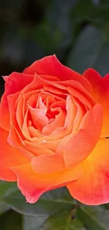 Vibrant orange rose mobile wallpaper with natural, elegant floral design.