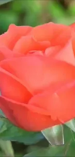 Orange rose in bloom with green leaves background.