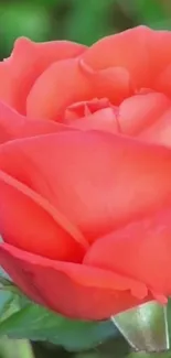 Bright orange rose with lush green leaves.