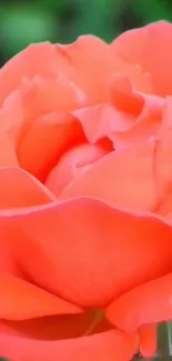 Close-up of a vibrant orange rose with detailed petals.