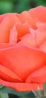 Close-up of a vibrant orange rose blossom.