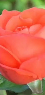 Close-up of a vibrant orange rose with green leaves.