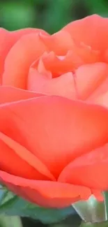 Close-up image of a vibrant orange rose in full bloom.