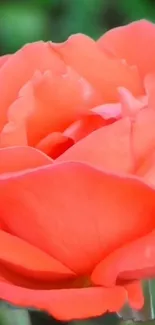 Close-up of a vibrant orange rose in full bloom, set against a green background.