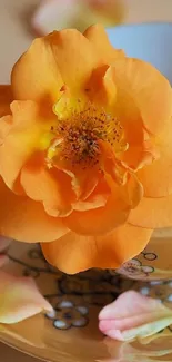 Vibrant orange rose with detailed petals on a designed cup.