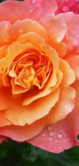 Vibrant orange rose with dew-kissed petals.