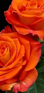 Vibrant orange roses on a dark background showcasing natural beauty.