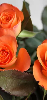 Vibrant orange roses with green leaves in a stunning floral design.