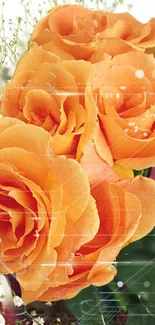 Vibrant orange roses with modern design elements on a mobile wallpaper.