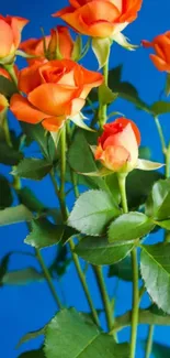 Vibrant orange roses against a blue background wallpaper.