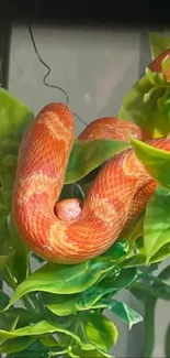 Vibrant orange snake coiled among green leaves.