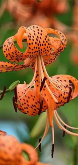 Close-up of vibrant orange tiger lily with speckled petals.