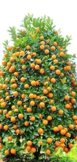 Lush orange tree with vibrant fruit and green leaves.