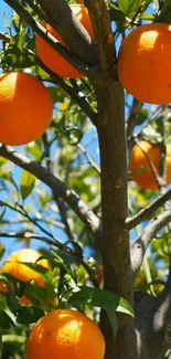 Orange tree with vivid fruits under a clear blue sky.